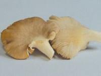 Ciuperci pleurotus cu vin si ceapa verde Ciuperci pleurotus cu vin si ceapa verde